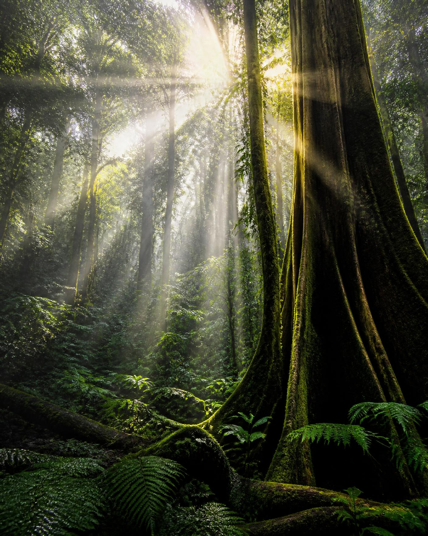 Sunbeams falling through old-growth Costa Rican rainforest